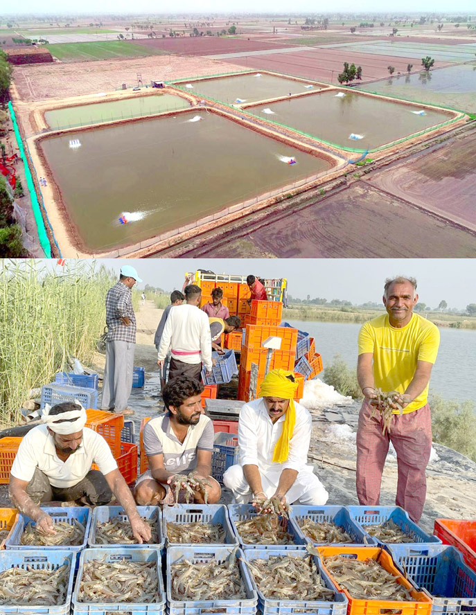 From Zero earning to lakhs of rupees in the pocket of Shrimp Farmers